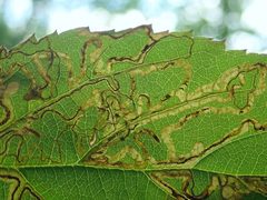 Stigmella villosella