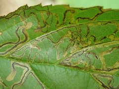 Stigmella villosella