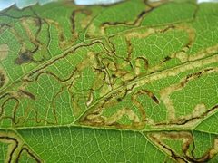Stigmella villosella