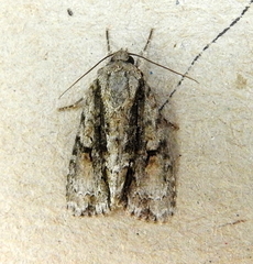 Acronicta connecta