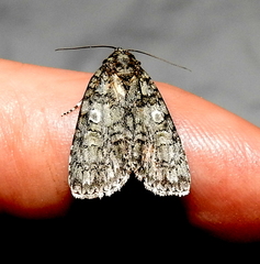 Acronicta retardata