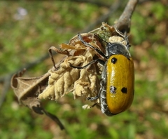 Lachnaia sexpunctata
