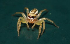 Epocilla