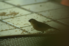 Sporophila torqueola