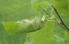 Acrobasis betulella