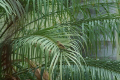 Sporophila torqueola