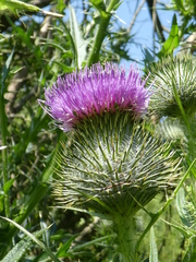 Cirsium vulgare