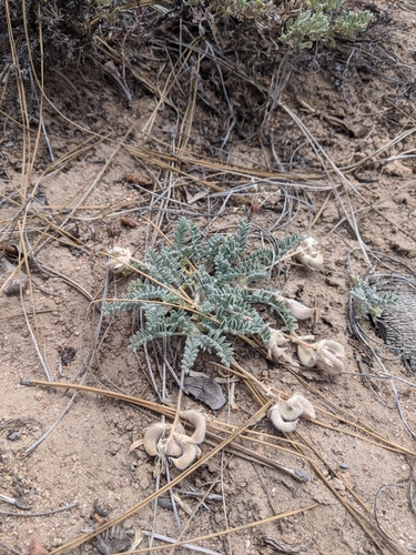 Image of Big Bear Valley Woollypod (Astragalus leucolobus) by no rights reserved