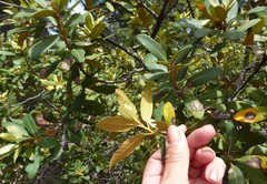 Chrysolepis sempervirens