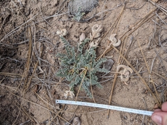Astragalus leucolobus