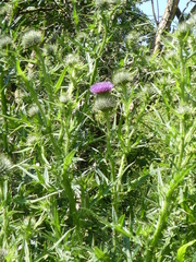 Cirsium vulgare