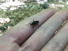 Bibio femoratus