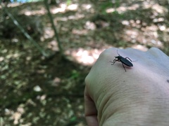 Bibio femoratus