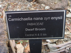 Carmichaelia nana