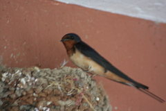 Hirundo rustica