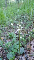Pyrola media