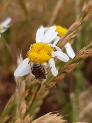 Colletinae