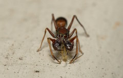 Myrmarachne formosana