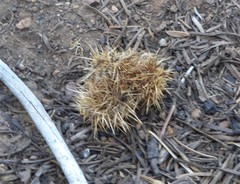 Chrysolepis sempervirens