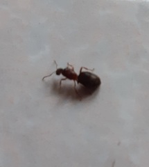 Lasius emarginatus