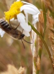 Colletinae