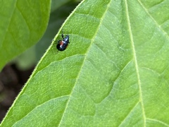 Synolabus bipustulatus