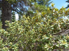 Chrysolepis sempervirens