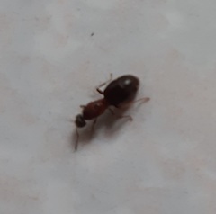 Lasius emarginatus