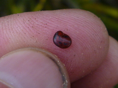 Carmichaelia williamsii