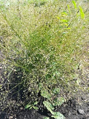 Trinia multicaulis