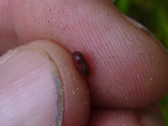 Carmichaelia williamsii