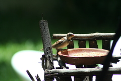 Passer domesticus
