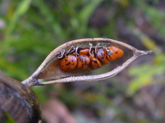 Carmichaelia williamsii