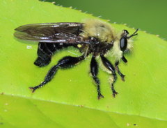 Laphria virginica