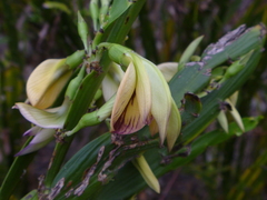 Carmichaelia williamsii