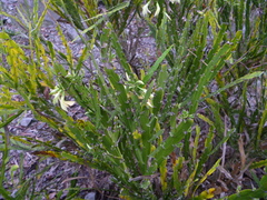 Carmichaelia williamsii