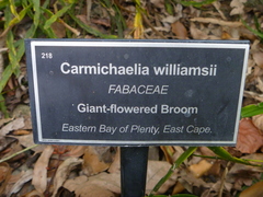 Carmichaelia williamsii