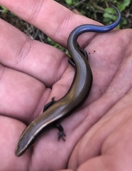 Plestiodon brevirostris