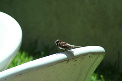 Passer domesticus