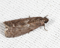 Oreana unicolorella