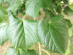 Tilia euchlora
