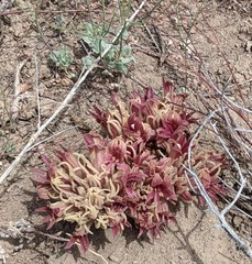 Aphyllon californicum feudgei