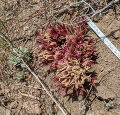 Aphyllon californicum feudgei