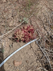 Aphyllon californicum feudgei