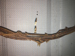 Dichomeris flavocostella