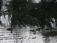 Anas platyrhynchos