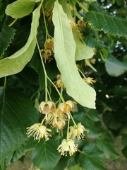 Tilia euchlora
