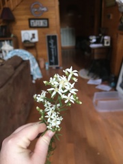 Sericocarpus linifolius