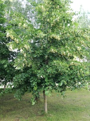 Tilia euchlora