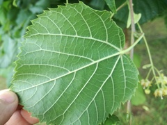 Tilia euchlora